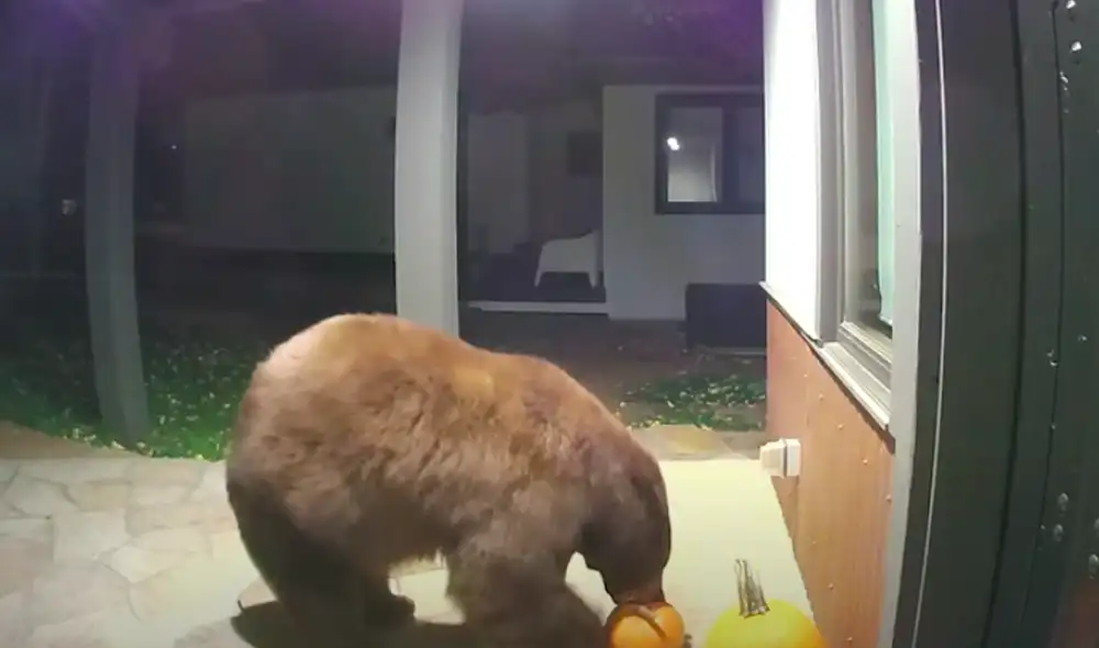 El video viral ha sido compartido en la página Ring. Foto: captura de Facebook