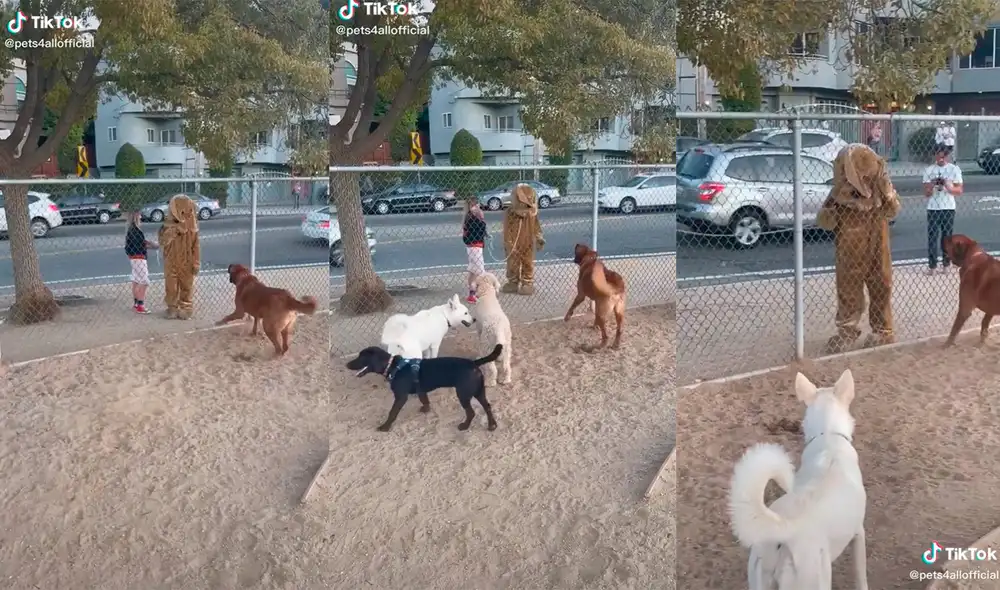 Hombre disfrazado de perro sorprende al visitar a mascotas de una guardería canina Hombre disfrazado de perro sorprende al visitar a mascotas de una guardería canina