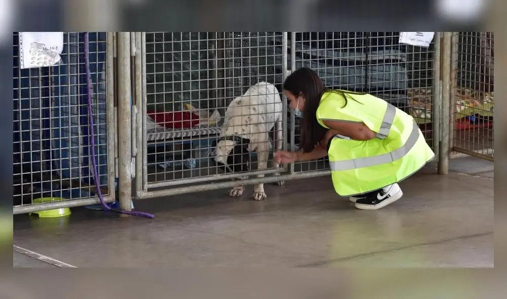 Una joven voluntaria junto a un perro rescatado en la zona afectada por la erupción volcánica en La Palma. Foto: Miguel Calero/EFE Una joven voluntaria junto a un perro rescatado en la zona afectada por la erupción volcánica en La Palma. Foto: Miguel Calero/EFE