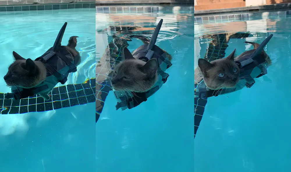 El tierno felino tomaba un relajo por la tarde. Esto ocurrió en Alpino, Utah, EE. UU. Foto: captura de YouTube
