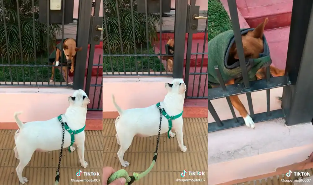 Perrito intentaba ahuyentar a un can que pasaba por su casa, pero tuvo inesperado percance