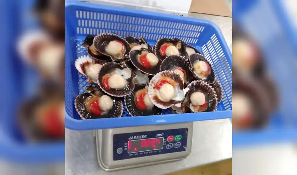 Conchas a la parmesana, conchas al olivo, brochetas y ceviche son algunas preparaciones con este producto. Foto: Consejo de Maricultores