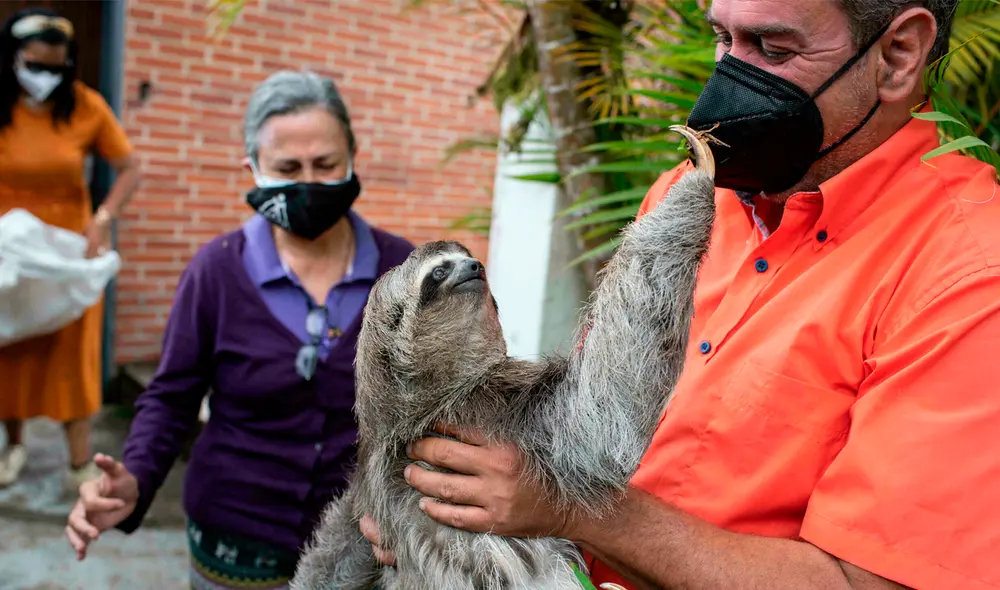 “Queremos también ayudar en la investigación. Saber cuántos perezosos hay, por ejemplo, cómo viven”, contó Juan Carlos Rodríguez. Foto: AFP “Queremos también ayudar en la investigación. Saber cuántos perezosos hay, por ejemplo, cómo viven”, contó Juan Carlos Rodríguez. Foto: AFP