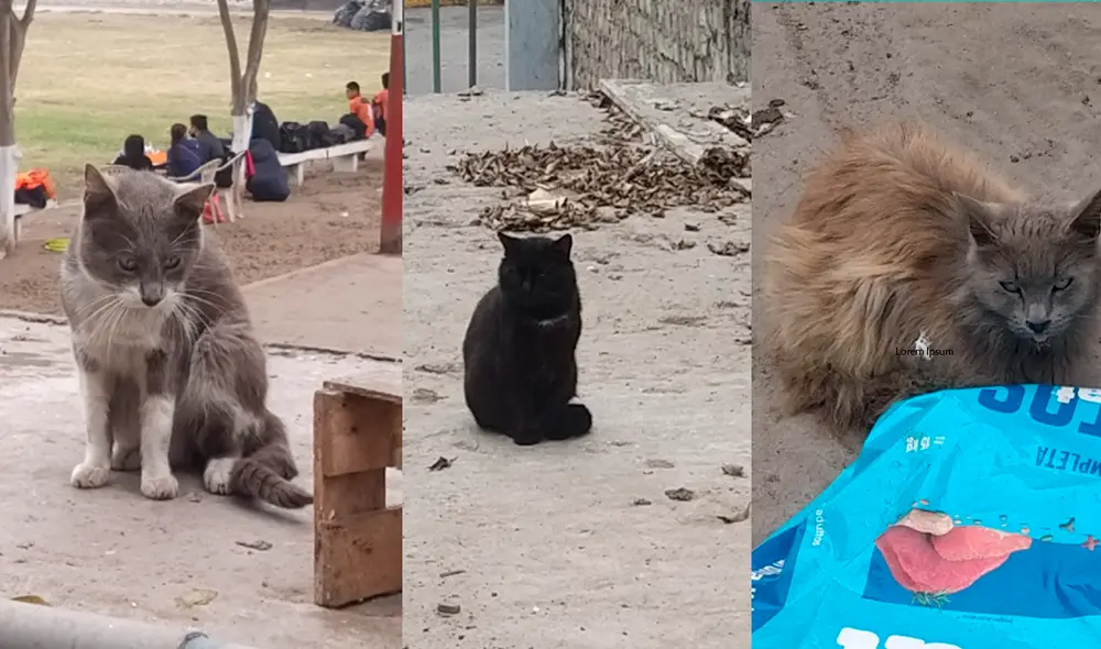 Estos gatitos esperan por ti. Foto: composición/La República