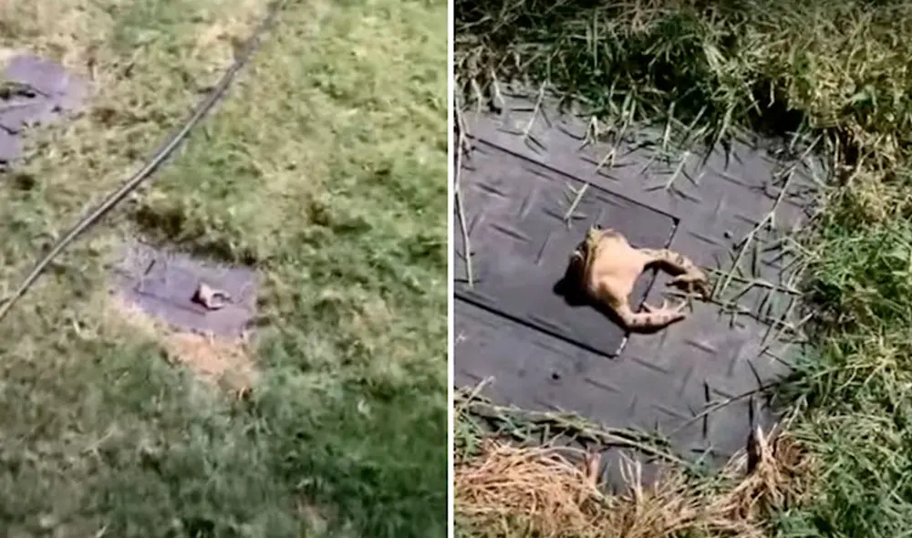 Una joven salió a los exteriores de su centro de trabajo para buscar a un anfibio, pero descubrió que este estaba en peligro e hizo todo lo posible para ayudarlo. Foto: captura de YouTube