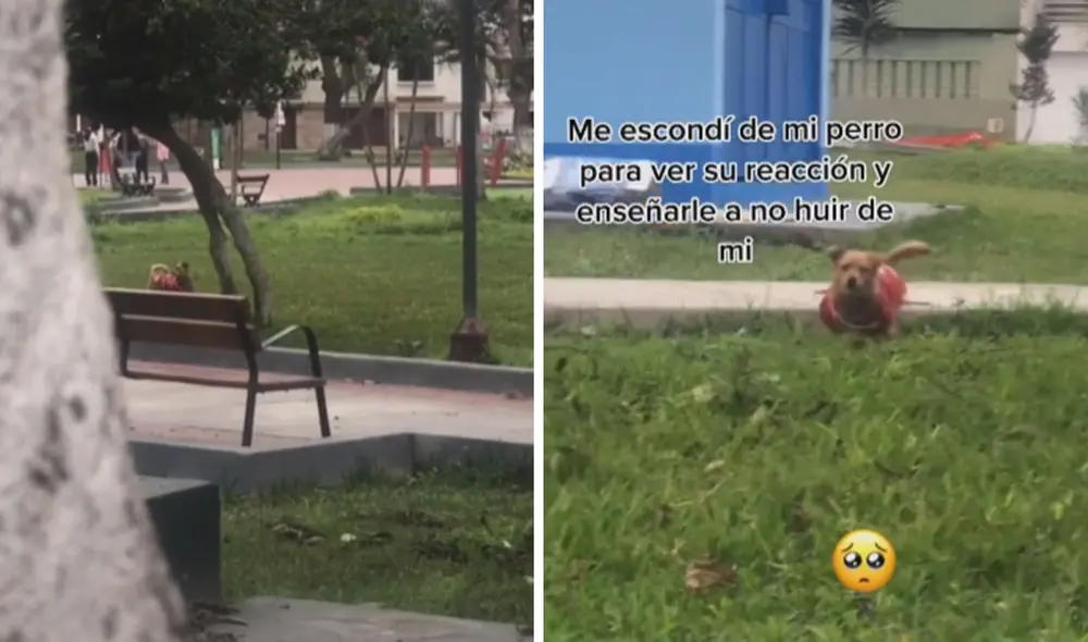 La reacción del perrito conmovió a miles de usuarios en las redes sociales. Foto: captura de TikTok