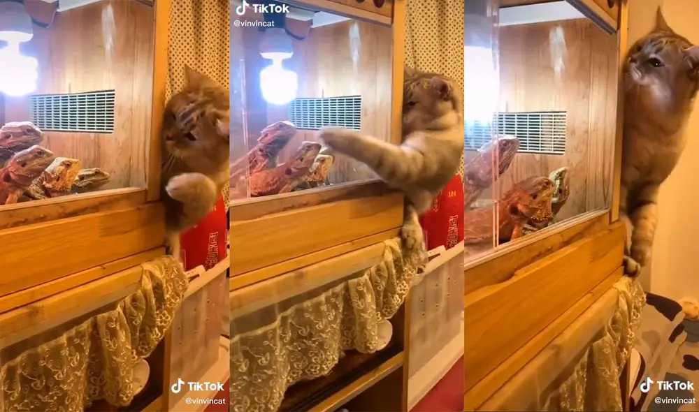 Travieso gatito quiere jugar con unos reptiles y estos le responden de una peculiar manera