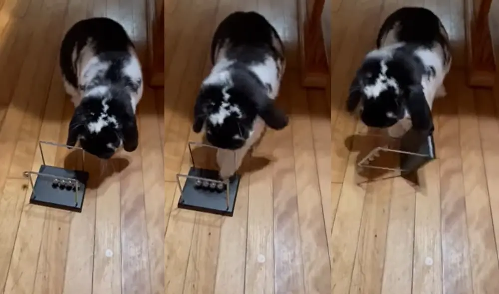 El enternecedor conejo vive en la ciudad de Portland, Maine, USA. Foto: captura de YouTube