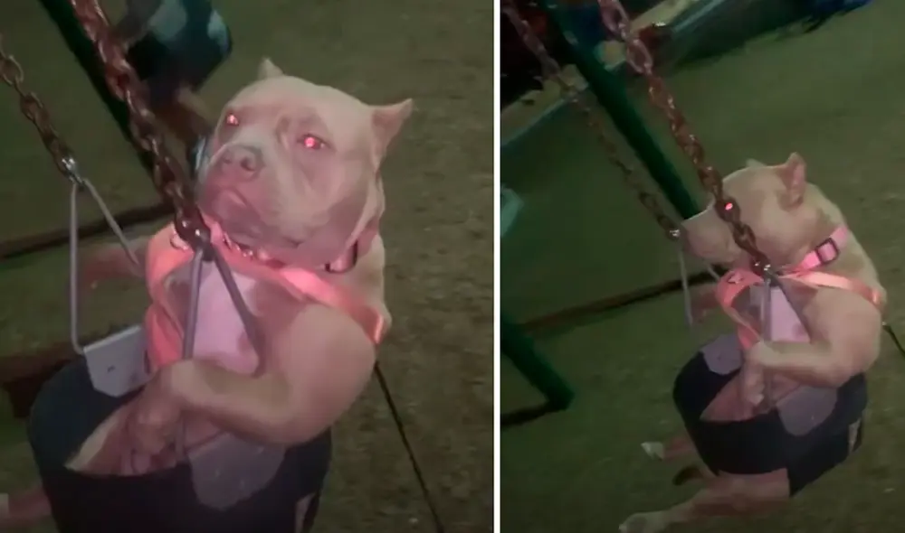 El video viral ha causado gran sensación en las redes sociales. Foto: captura de TikTok