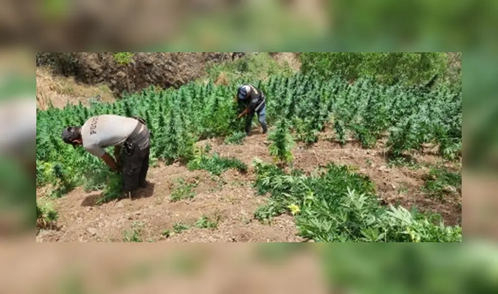 Personal de la División Policial de Huamachuco descubrió tres hectáreas de marihuana. Foto: PNP Personal de la División Policial de Huamachuco descubrió tres hectáreas de marihuana. Foto: PNP