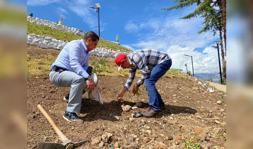 Gobernadores regionales sembraron palo santo en distrito de Urpay. Foto: GRLL Gobernadores regionales sembraron palo santo en distrito de Urpay. Foto: GRLL