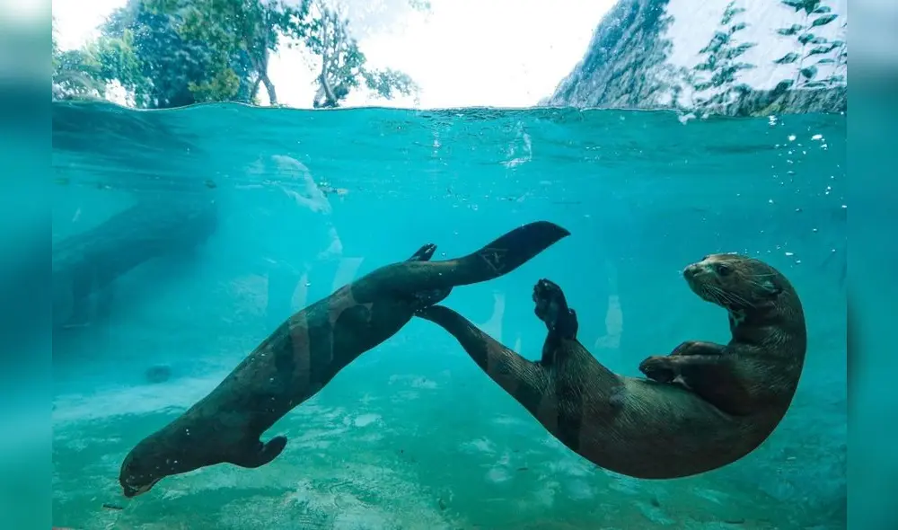 Más de 1.300 especies alberga este conocido centro de esparcimiento. Foto: Parque de las Leyendas