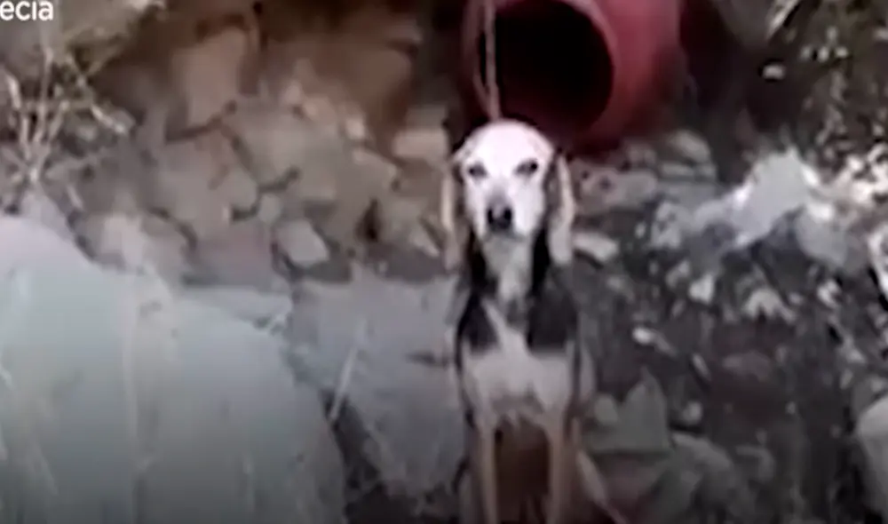 El video viral ha sido compartido en el canal El Dodo. Foto: captura de YouTube