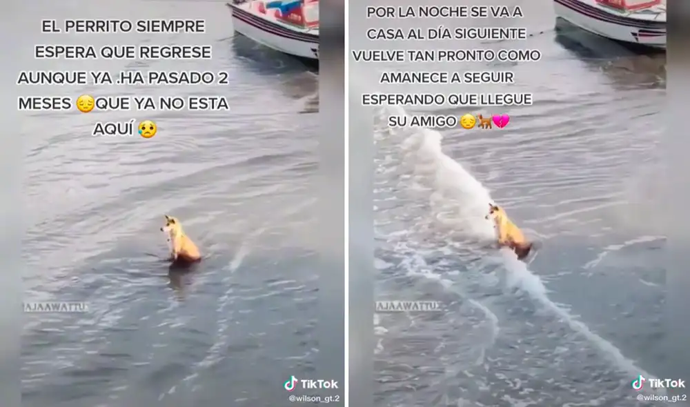 La mascota espera en la orilla del mar a su dueño que falleció ahogado hace dos meses. Foto: captura de TikTok