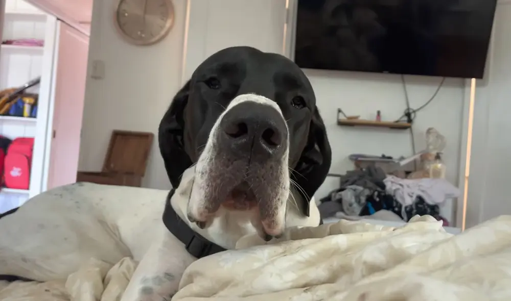 La dueña de la mascota contó que su perrito suele copiar varias frases. Foto: captura de YouTube