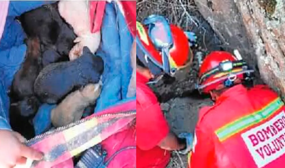 Cachorros se encontraban junto al cuerpo de su madre muerta. Foto: Sin Fronteras Cachorros se encontraban junto al cuerpo de su madre muerta. Foto: Sin Fronteras