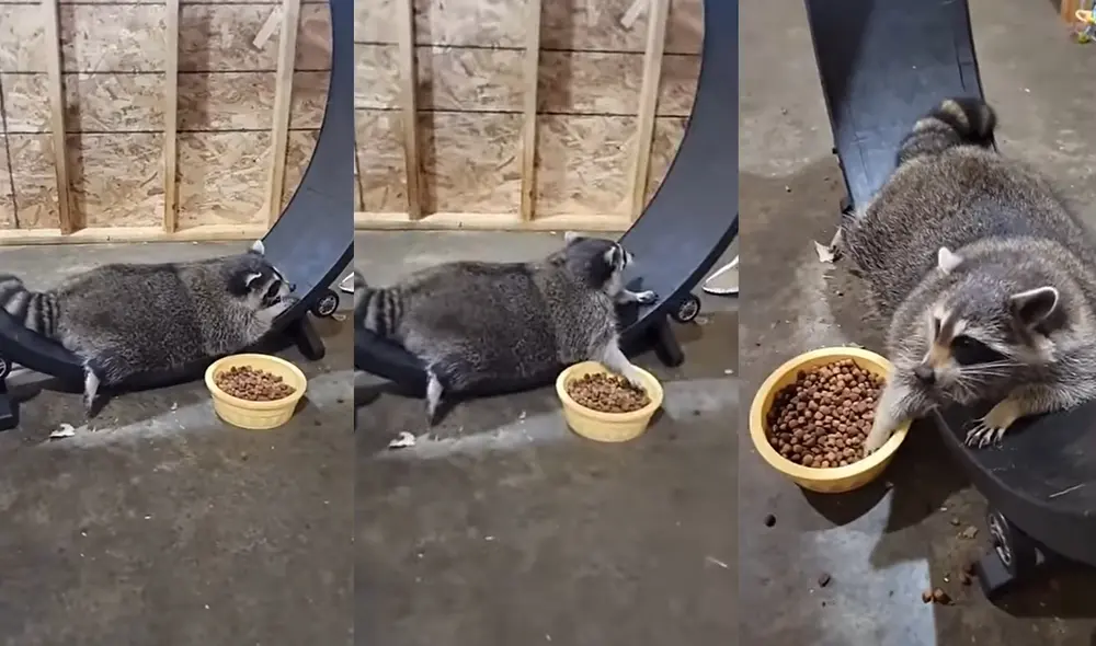 En el lugar también se encontraba otro animal de la misma especie. Foto: captura de YouTube