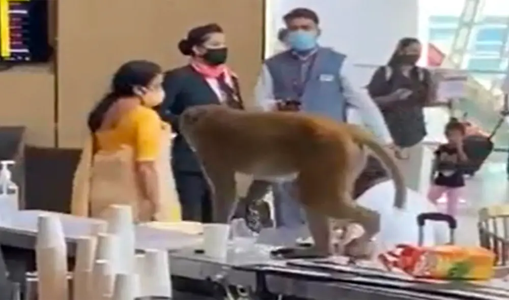 El mono fue rescatado momentos después y ninguna persona resultó herida. Foto: captura de Facebook