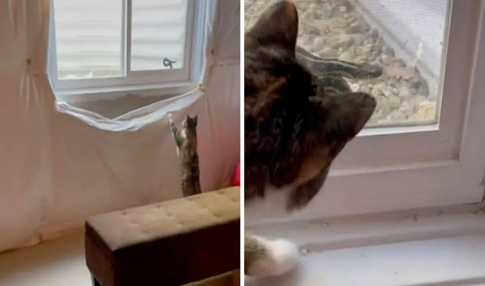 Una mujer quedó sorprendida con el hallazgo de su querida mascota, luego de que esta le avisó sobre la presencia de un ofidio en su sótano. Foto: captura de YouTube