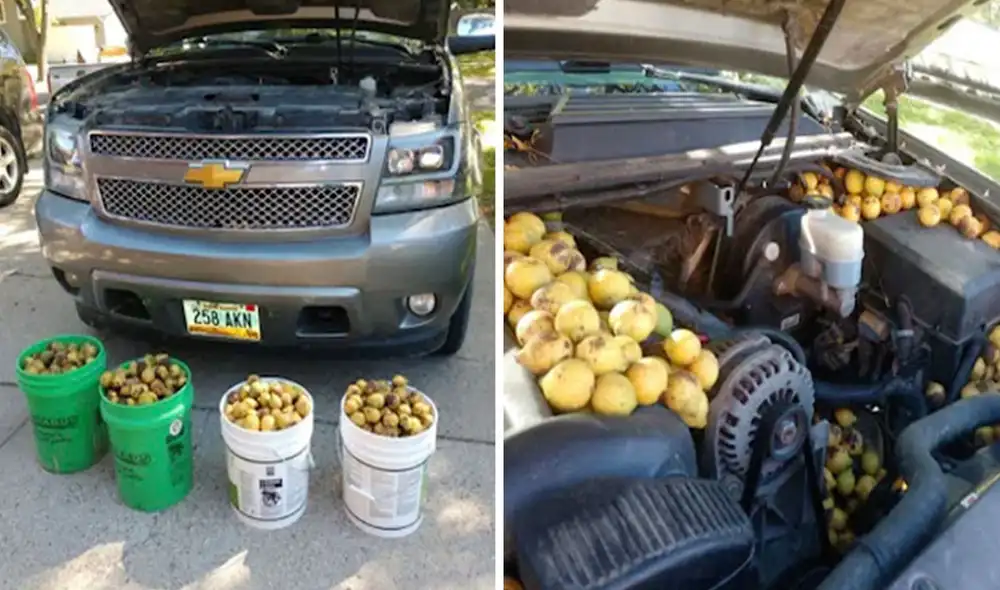 Por años, un hombre tuvo que lidiar con la travesura de una ardilla que agarró su vehículo como almacen para guardar su comida durante el otoño. Foto: Bill Fischer/ Facebook