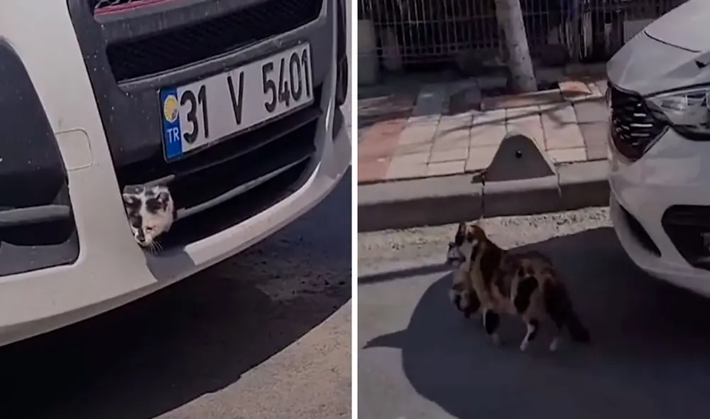 Una gatita descubrió que su bebé la siguió en su recorrido cuando salió a buscar comida, pero este puso en riesgo su vida al quedar dentro de un vehículo. Foto: captura de YouTube