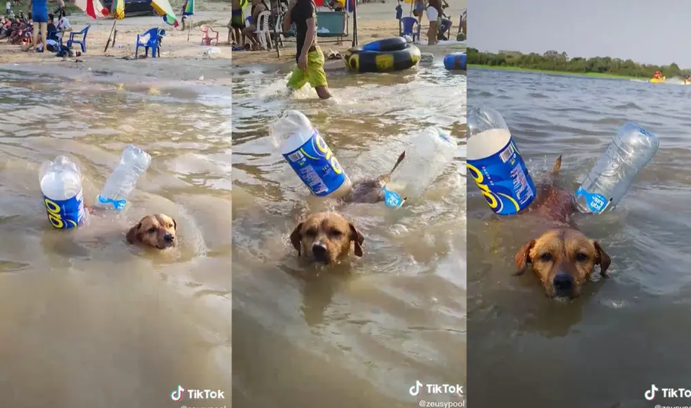 Perrito disfruta su día con sus singulares flotadores en Pucallpa. Foto: captura de TikTok