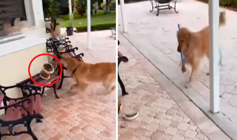 TikTok viral: perrito rompe adorno de casualidad y trata de escapar para no ser castigado por su dueño TikTok viral: perrito rompe adorno de casualidad y trata de escapar para no ser castigado por su dueño