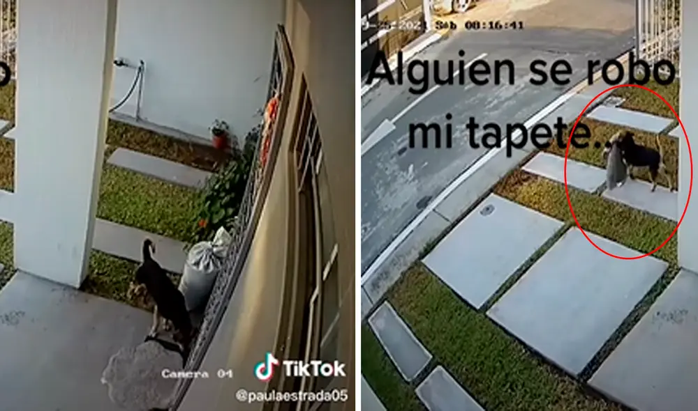El perrito tomó el tapete, lo acomodó entre sus dientes y se fue tranquilamente sin rumbo fijo. Foto: captura de TikTok