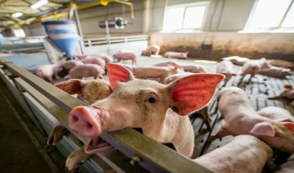 Más de 100.000 cerdos pueden ser sacrificados en las próximas semanas en Reino Unido si la situación no cambia. Foto: Sinergia Animal