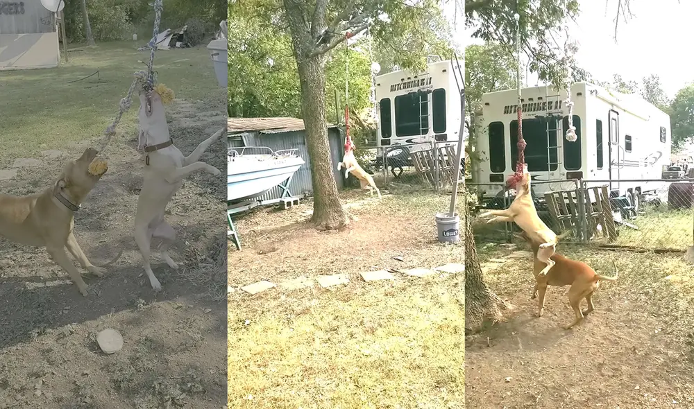 Son tres los perritos que la mujer alberga en su hogar. Foto: captura de YouTube