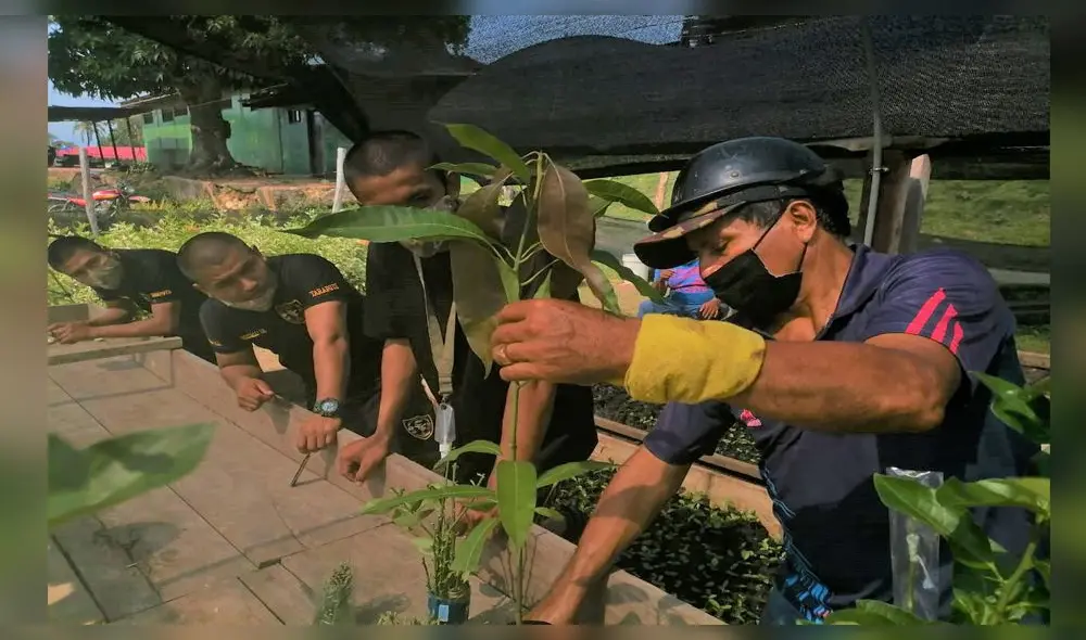 Miembros del Ejército son capacitados para injertar especies frutales como el limón y el mango. Foto: Goresam Miembros del Ejército son capacitados para injertar especies frutales como el limón y el mango. Foto: Goresam