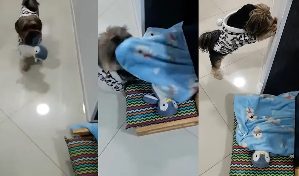 La raza de este adorable perrito es yorkshire terrier. Foto: captura de YouTube