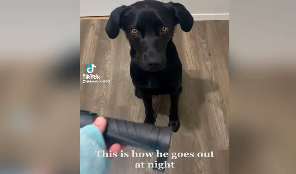 Perrito aprende a utilizar una linterna para salir a caminar al jardín durante la noche. Foto: captura de TikTok