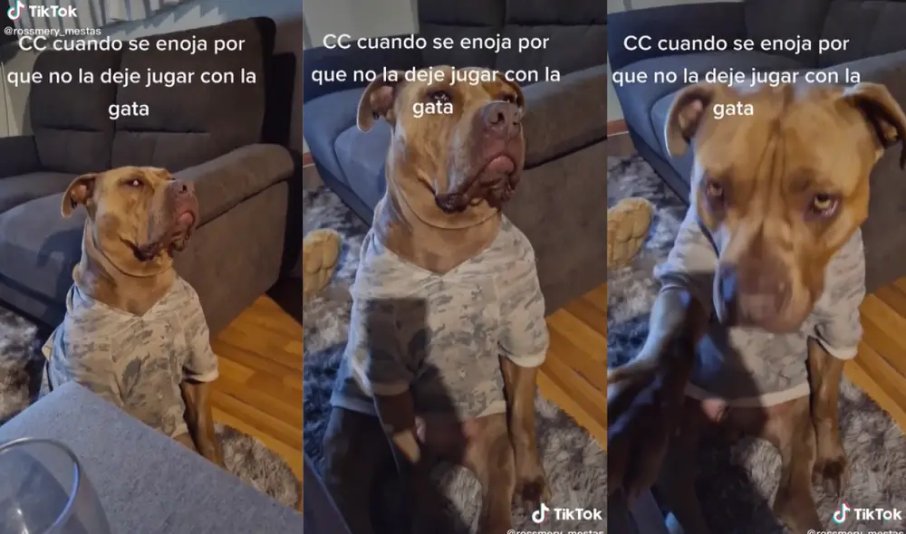 La mascota no quería irse a dormir a pesar de la insistencia de su dueña. Foto: captura de TikTok