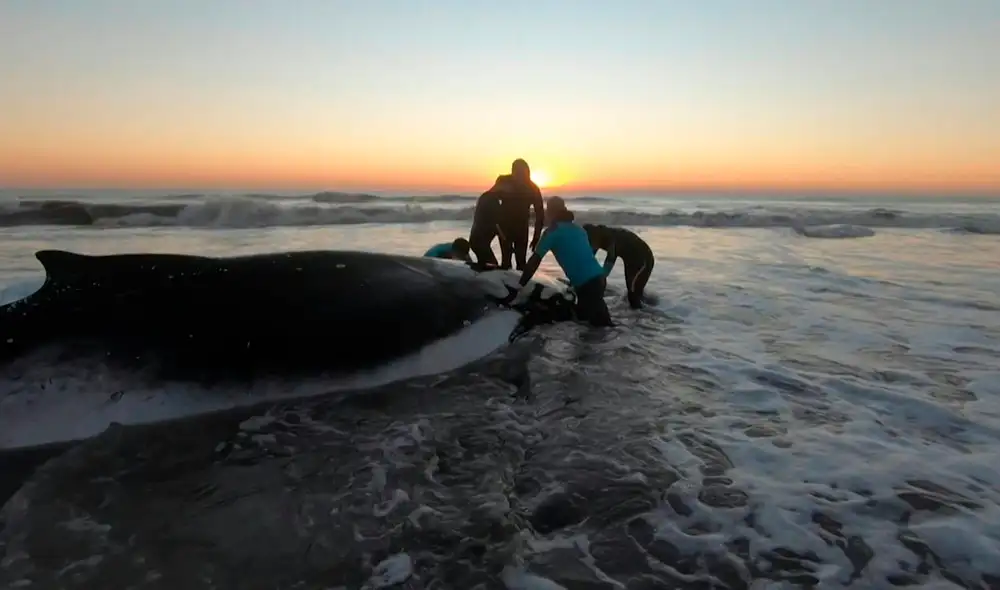 Las ballenas estaban encalladas en playas de la localidad balnearia de La Lucila del Mar, a 360 km al sur de Buenos Aires. Foto: AFP Las ballenas estaban encalladas en playas de la localidad balnearia de La Lucila del Mar, a 360 km al sur de Buenos Aires. Foto: AFP