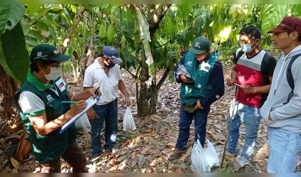 Analizan suelos para mejorar producción de cacao en Jaén y San Ignacio. Foto: Gobierno Regional de Cajamarca