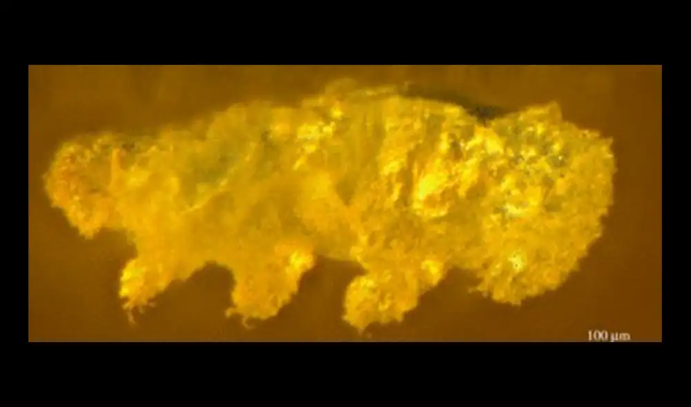 Paradoryphoribius es el primer fósil que se encuentra incrustado en el ámbar dominicano del Mioceno. Foto: The Royal Society Publishing