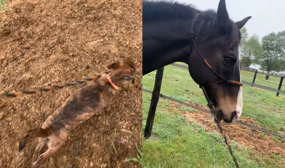 Esto ocurrió en la ciudad de Summerveld, Durban, Sudáfrica. Foto: captura de YouTube
