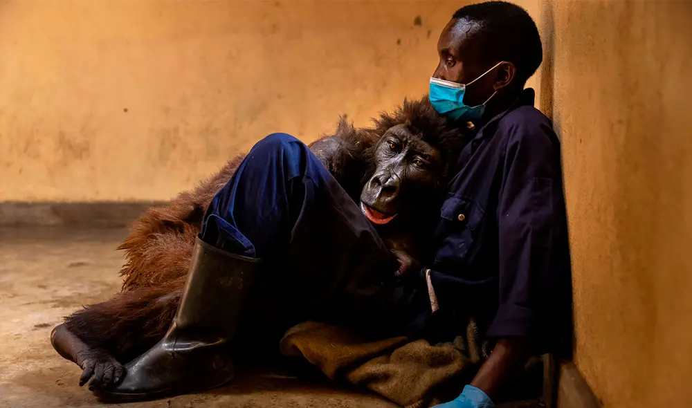 El Centro Senkekwe, situado en el interior del parque, es el único centro del mundo que se ocupa de los gorilas de montaña huérfanos. Foto: Virunga National Park El Centro Senkekwe, situado en el interior del parque, es el único centro del mundo que se ocupa de los gorilas de montaña huérfanos. Foto: Virunga National Park