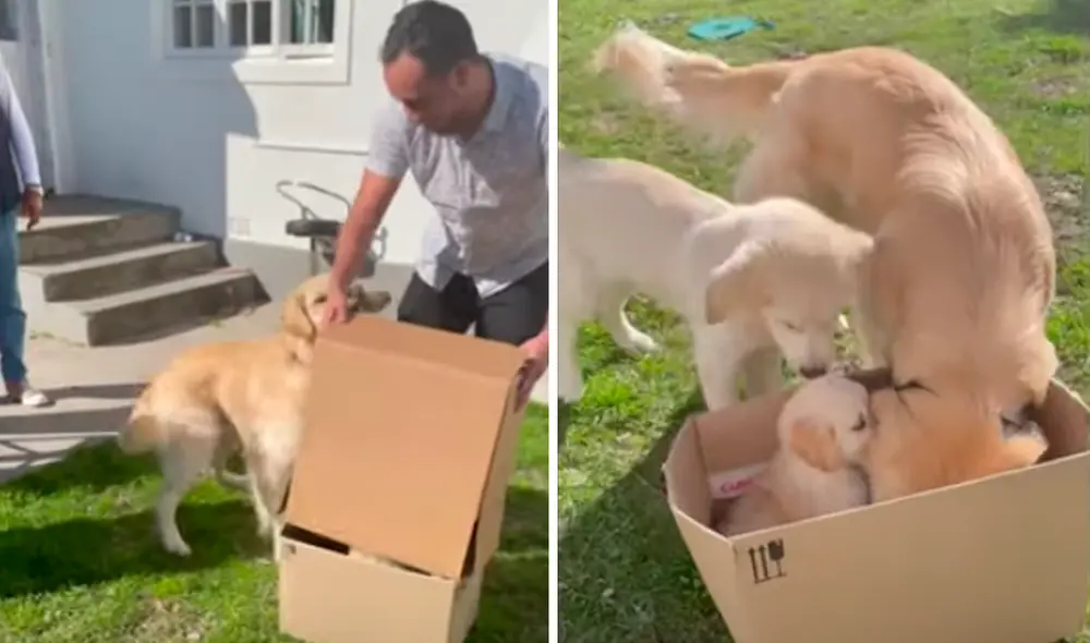 El video ha sido compartido en la página Rumble Viral. Foto: captura de Facebook