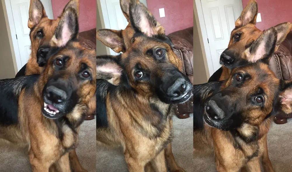 Los cautivadores perritos residen en Washington, USA. Foto: captura de YouTube Los cautivadores perritos residen en Washington, USA. Foto: captura de YouTube