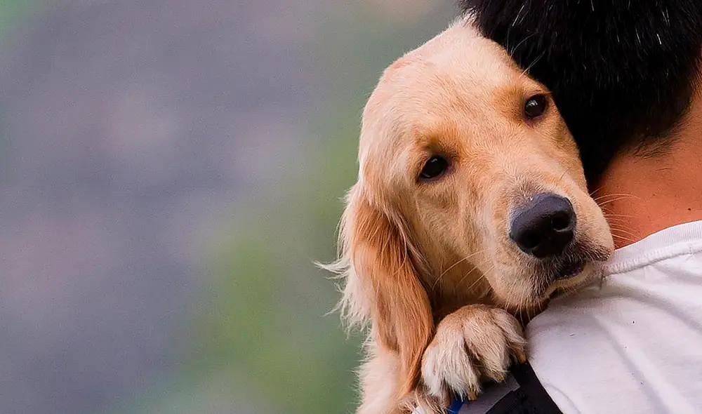 La Ley de protección y derechos de los animales busca fomentar la responsabilidad de los dueños para garantizar la dignidad de los animales. Foto: Shutterstock