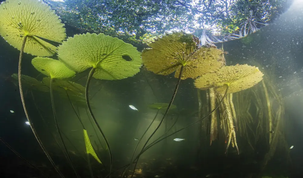 Los manglares rojos del río San Pedro Mártir, en lo profundo de una selva tropical. Foto: Octavio Aburto