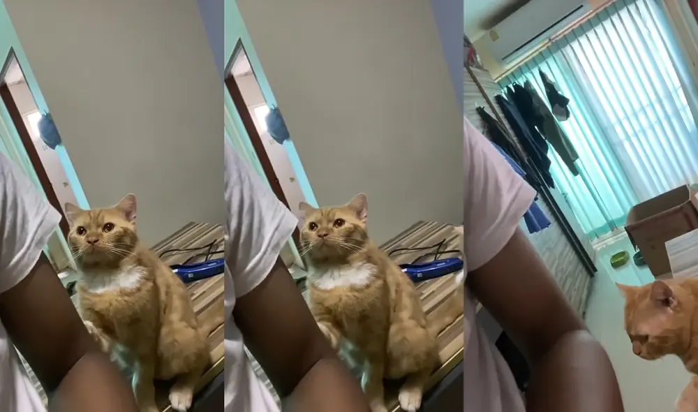 El hombre estaba acompañado por dos felinos. Foto: captura de YouTube