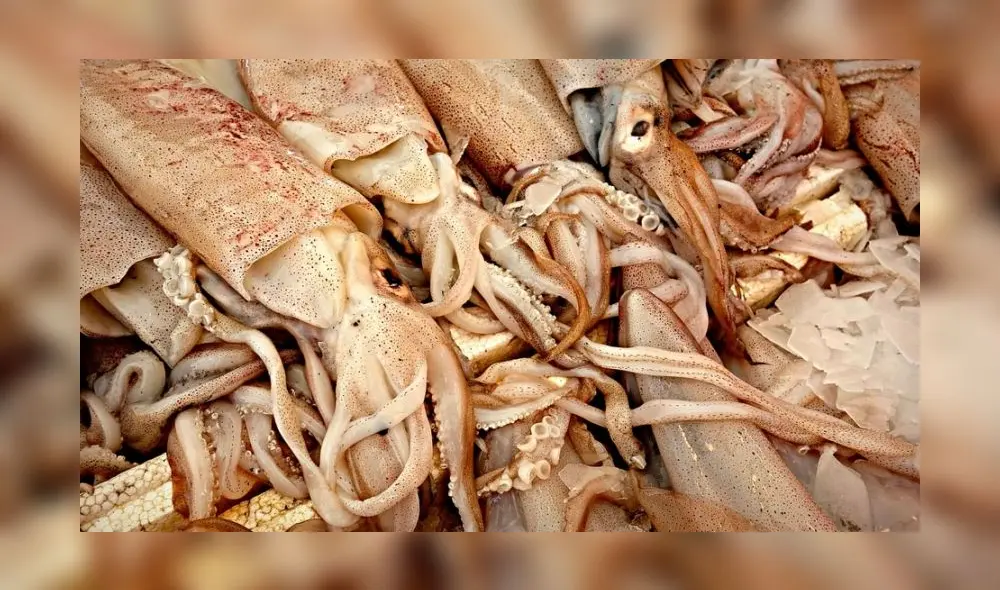 Capecal está conformada por 17 empresas procesadoras y exportadoras peruanas de calamar gigante, que juntas, representan más del 60% del valor de las exportaciones. Foto: difusión Capecal está conformada por 17 empresas procesadoras y exportadoras peruanas de calamar gigante, que juntas, representan más del 60% del valor de las exportaciones. Foto: difusión