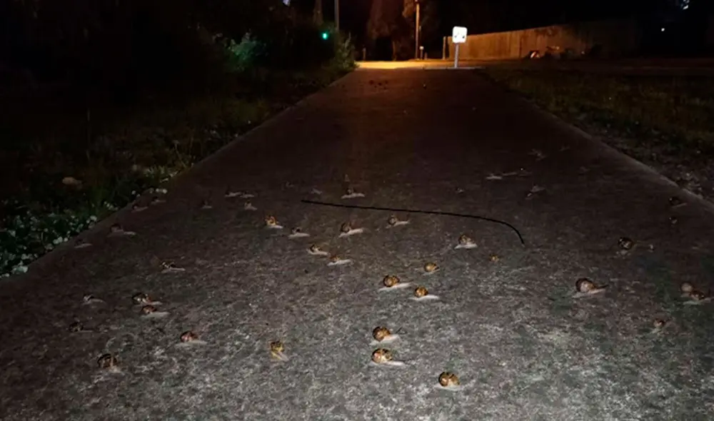 Una mujer regresaba a su casa tras salir de su trabajo en horas de la noche, pero se llevó una sorpresa al toparse con unos animales que cruzaban la calle juntos. Foto: Elizabeth Manson/ Facebook