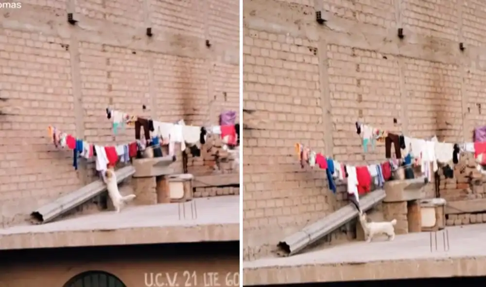 Miles de usuarios no han parado de reír con estas divertidas imágenes. Foto: captura de TikTok