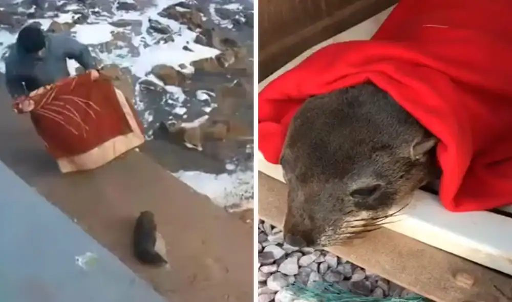 Un pequeño animal terminó con unas severas heridas en su cuerpo a causa de la contaminación en el agua, por ello, recibió ayuda de unos hombres. Foto: captura de YouTube Un pequeño animal terminó con unas severas heridas en su cuerpo a causa de la contaminación en el agua, por ello, recibió ayuda de unos hombres. Foto: captura de YouTube