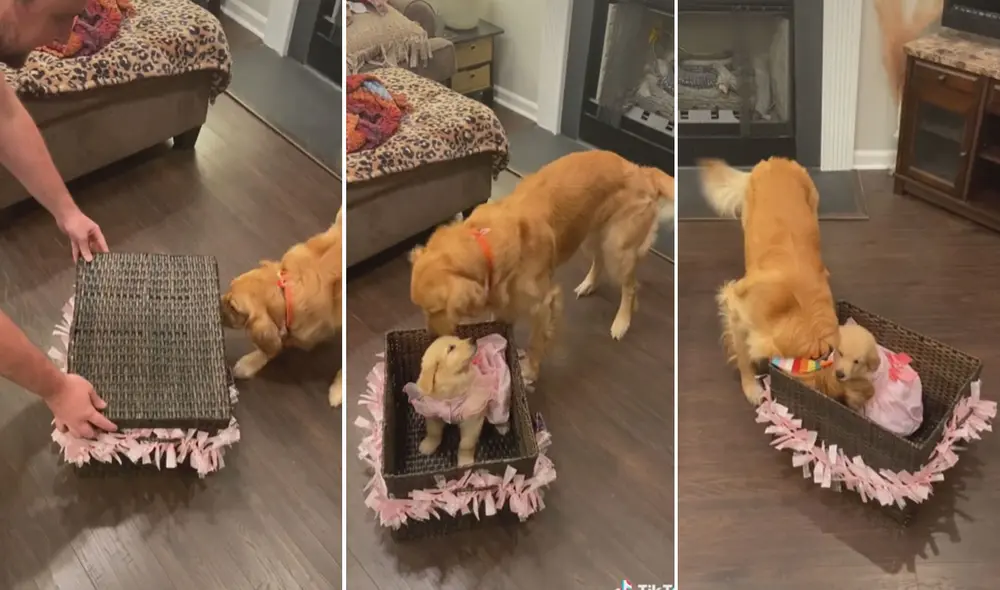 La reacción del perrito logró conmover a miles de usuarios en las redes sociales. Foto: captura de TikTok