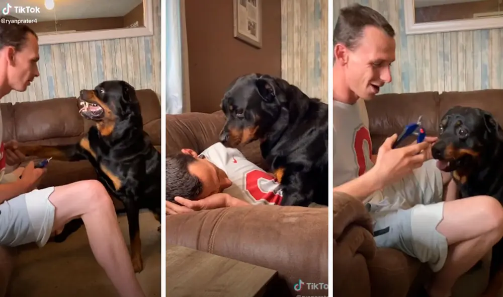 Un perrito se asustó cuando creyó que su amo se había desmayado a causa de su ataque, pero todo era parte de un plan para convérselo de cortarse sus garras. Foto: captura de TikTok